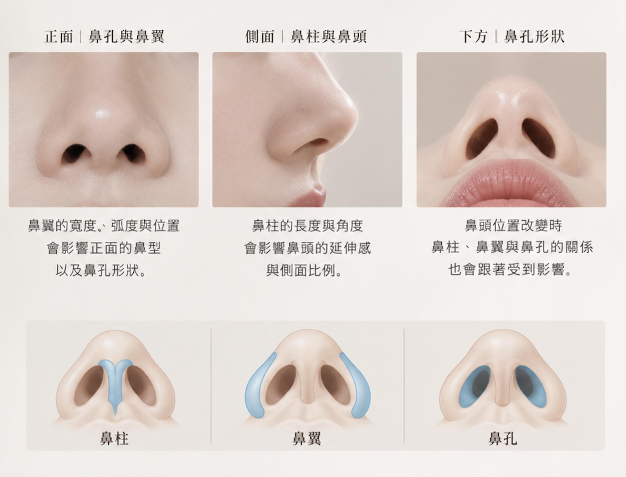 鼻柱鼻翼鼻孔與鼻頭比例的鼻基底觀察示意