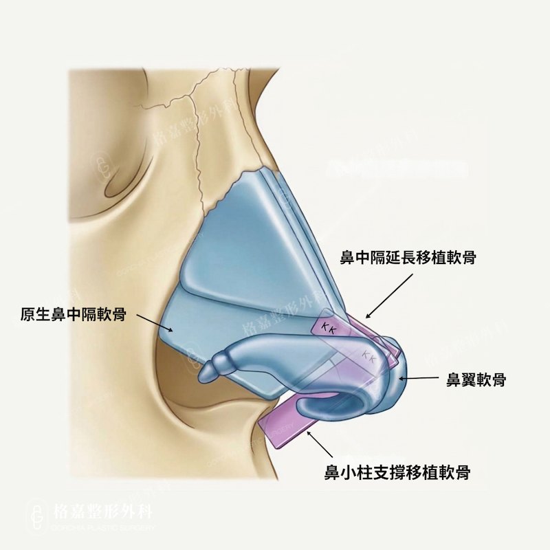 noseanatomy noseanatomy