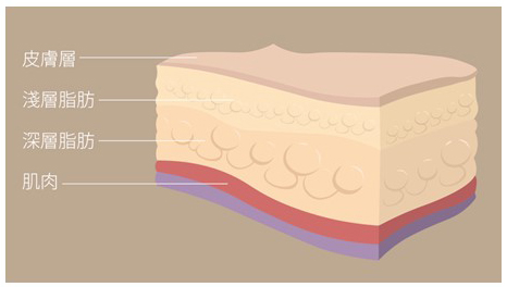 皮膚脂肪位置