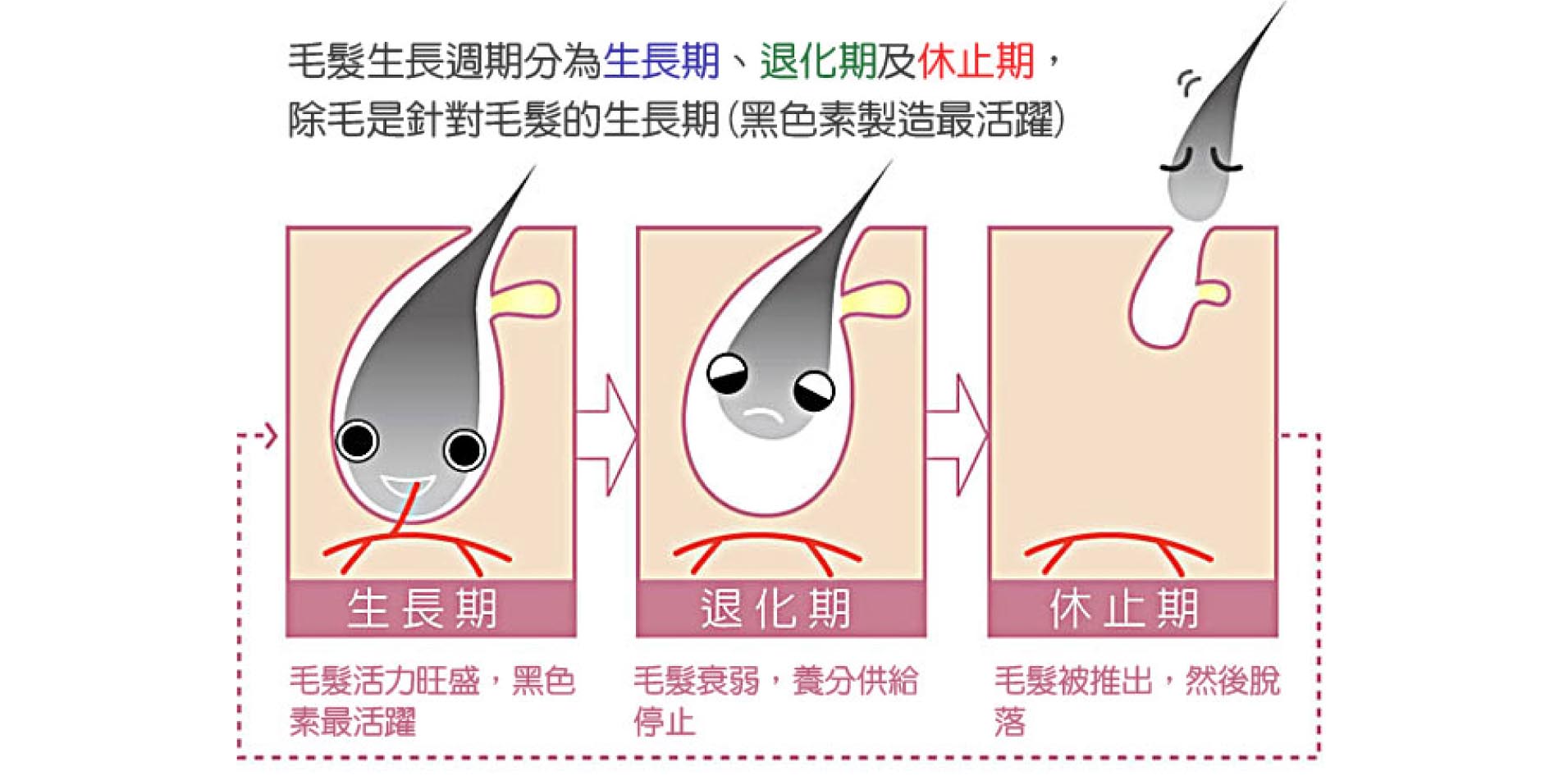 毛髮的發育經歷三期，生長期、退化期與休止期